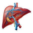 Liver Health Decoded