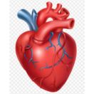 Heart Disease